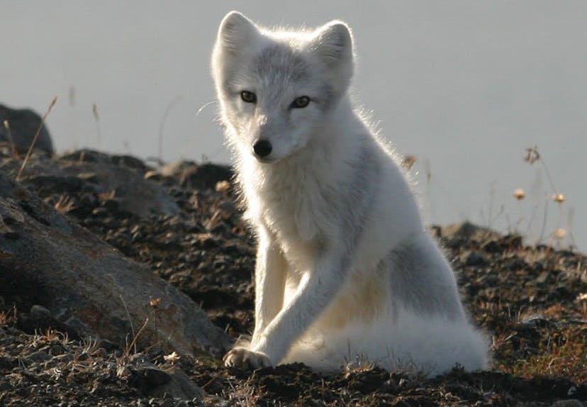 The Arctic Fox Center in Sudavik tells the story of the Arctic fox, the